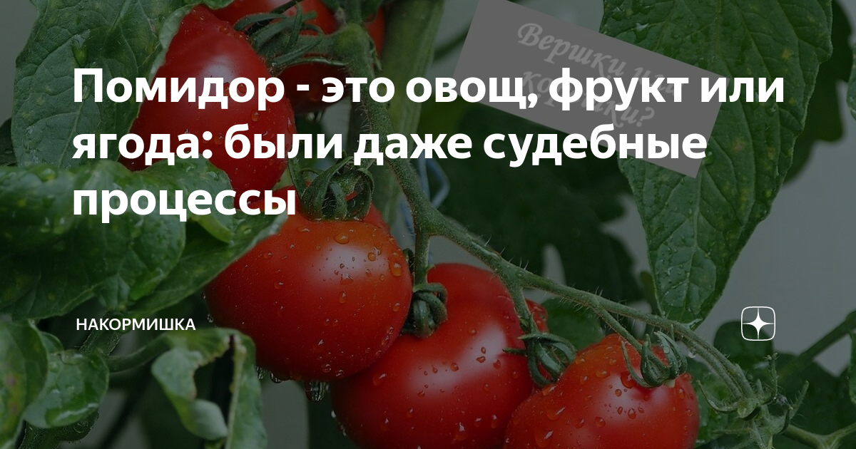 Помидор это фрукт или. Помидор это ягода или овощ или фрукт. Помидор это фрукт или овощ. Томат это ягода или овощ. Помидор-это овощ или