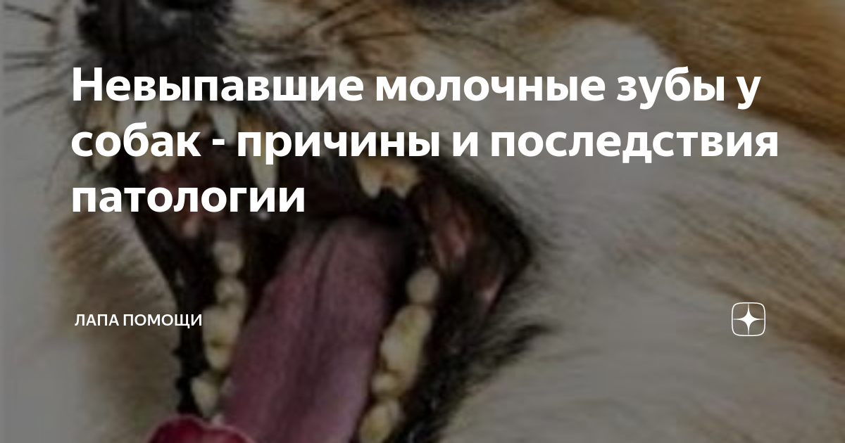Причины и последствия не выпавших молочных зубов у собак