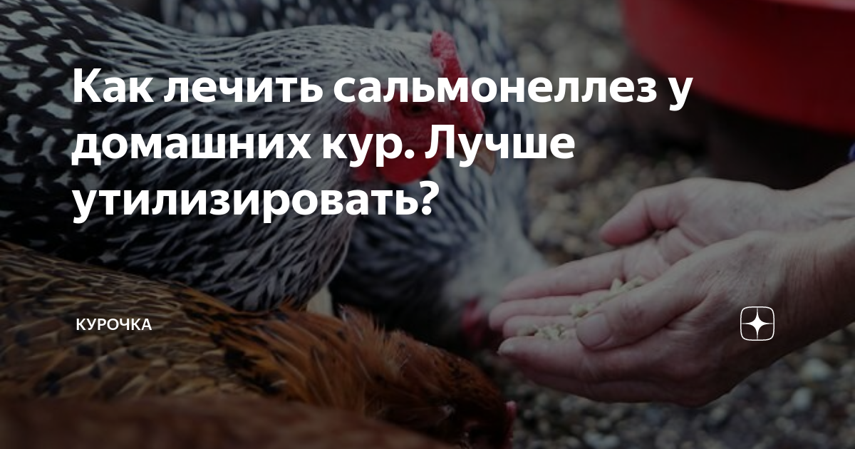Как лечить сальмонеллез у домашних кур. Лучше утилизировать? | Курочка ...