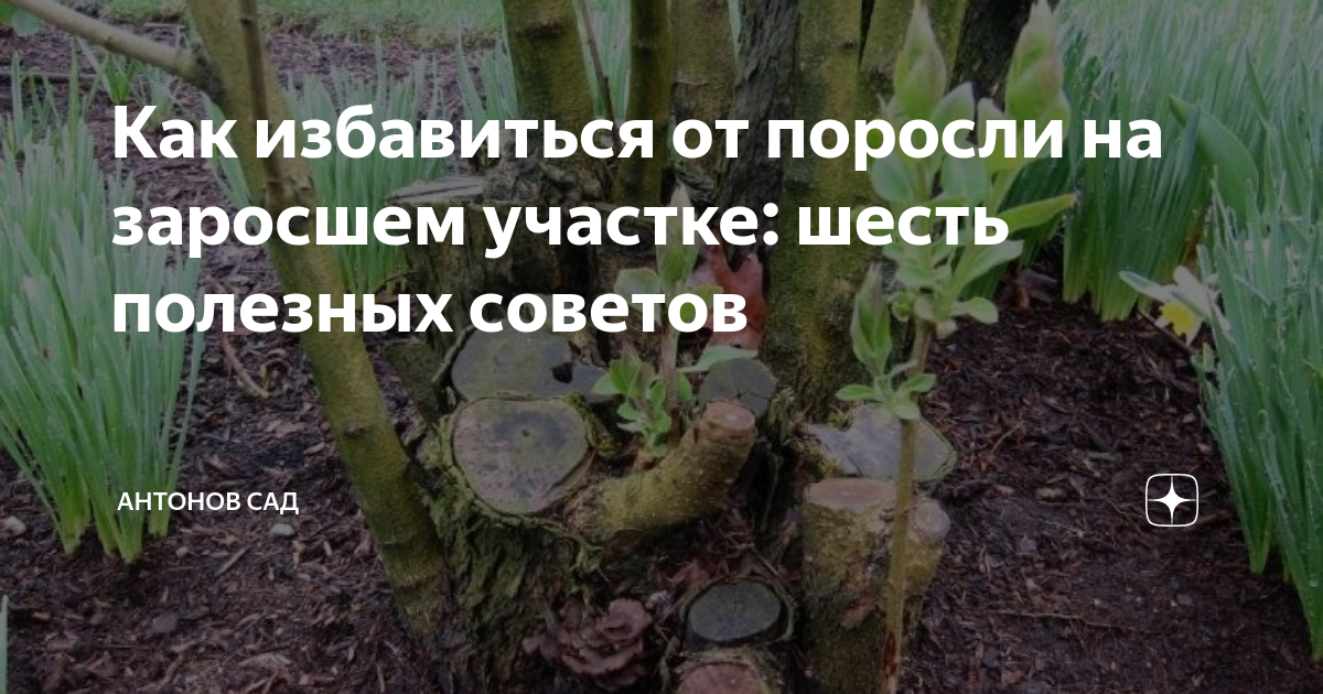 Избавиться от порослей. Как избавиться от поросли. Как очистить участок от Березняка. Как избавиться от поросли изоляция. Как удалить поросль Тэкомы