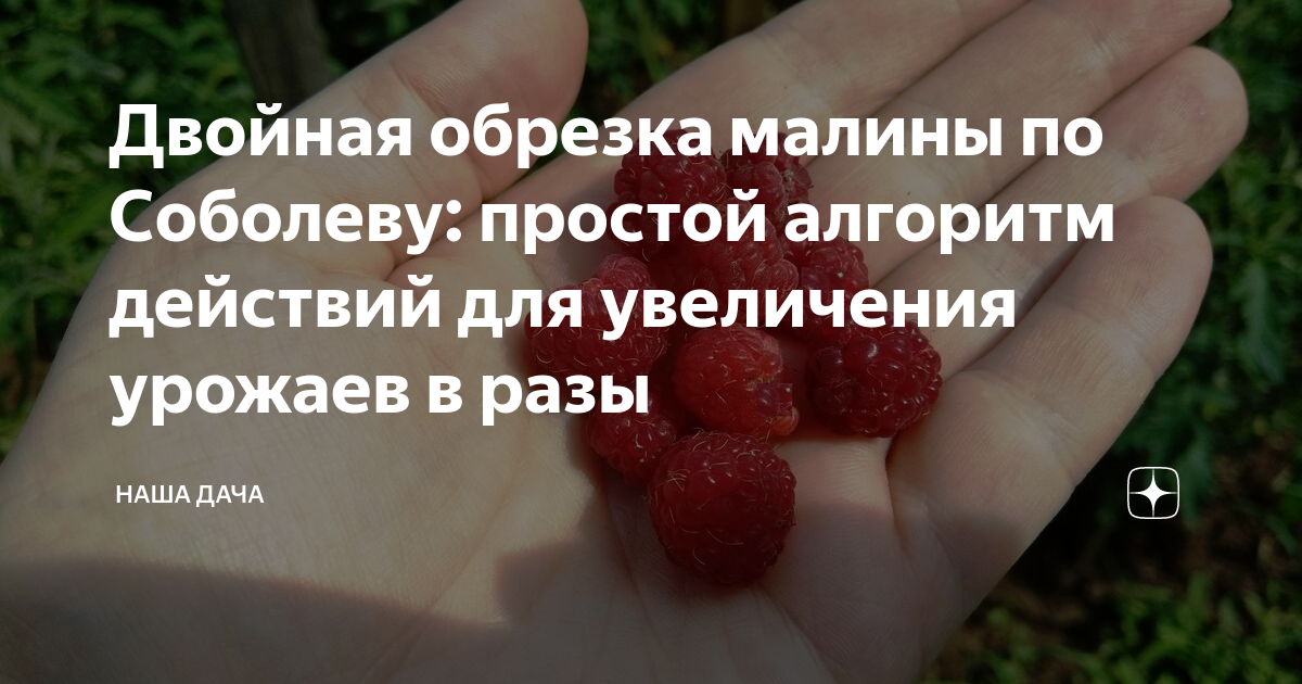 Обрезка малины по соболеву. Методика двойной обрезки малины по Соболеву. Методика обрезки малины по Соболеву. Двойная обрезка малины по Соболеву.