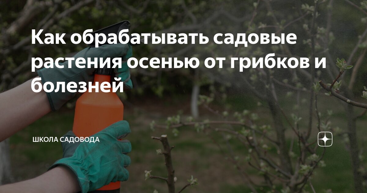 Как обрабатывать садовые растения осенью от грибков и болезней | Школа ...