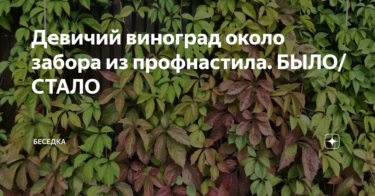 Девичий виноград на заборе из профнастила как закрепить