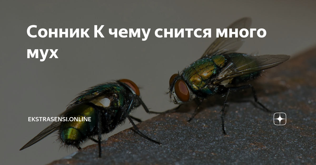 Много мух. Приснились мухи. К чему снятся мухи. К чему снится много мух.