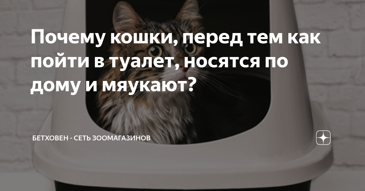 как заставить кота сходить в туалет