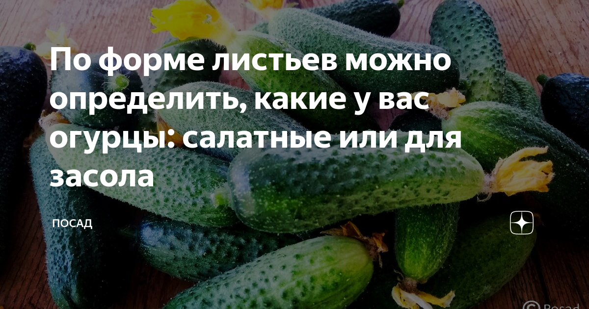 Засолка огурцов на зиму: популярные рецепты с фото