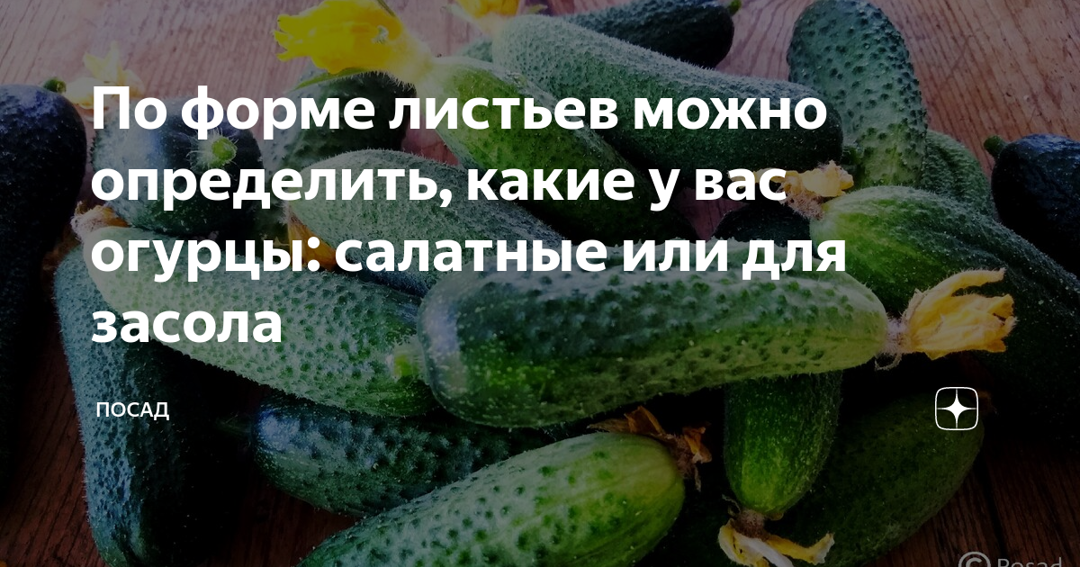 Как отличить салатные огурцы от засолочных фото По форме листьев можно определить, какие у вас огурцы: салатные или для засола П