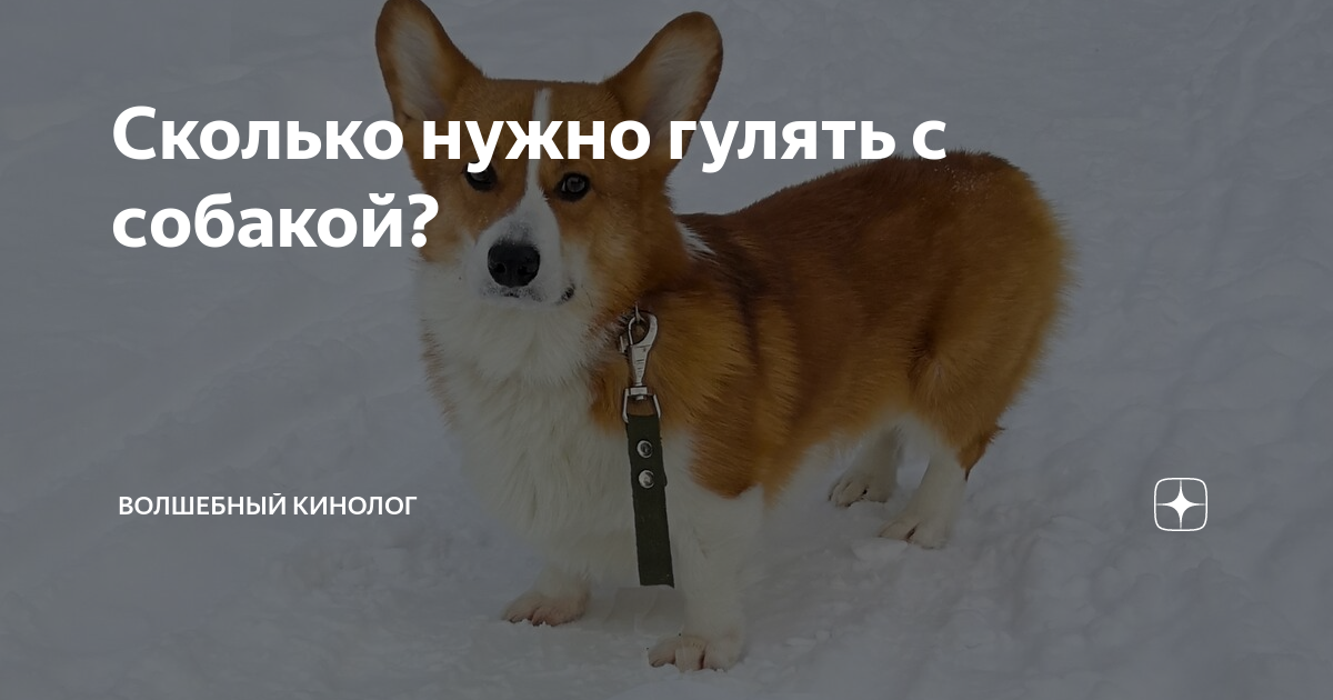 когда нужно гулять с собакой