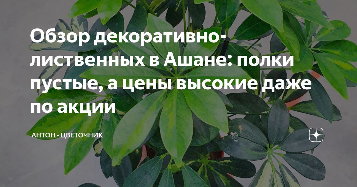 Обзор декоративно-лиственных в Ашане: полки пустые, а цены высокие даже ...