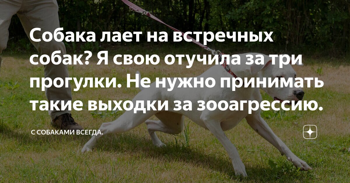 Собака лает на прохожих как отучить. Зооагрессия у собаки коррекция поведения. Зооагрессия у собаки как избавиться. Как справиться с зооагрессией.