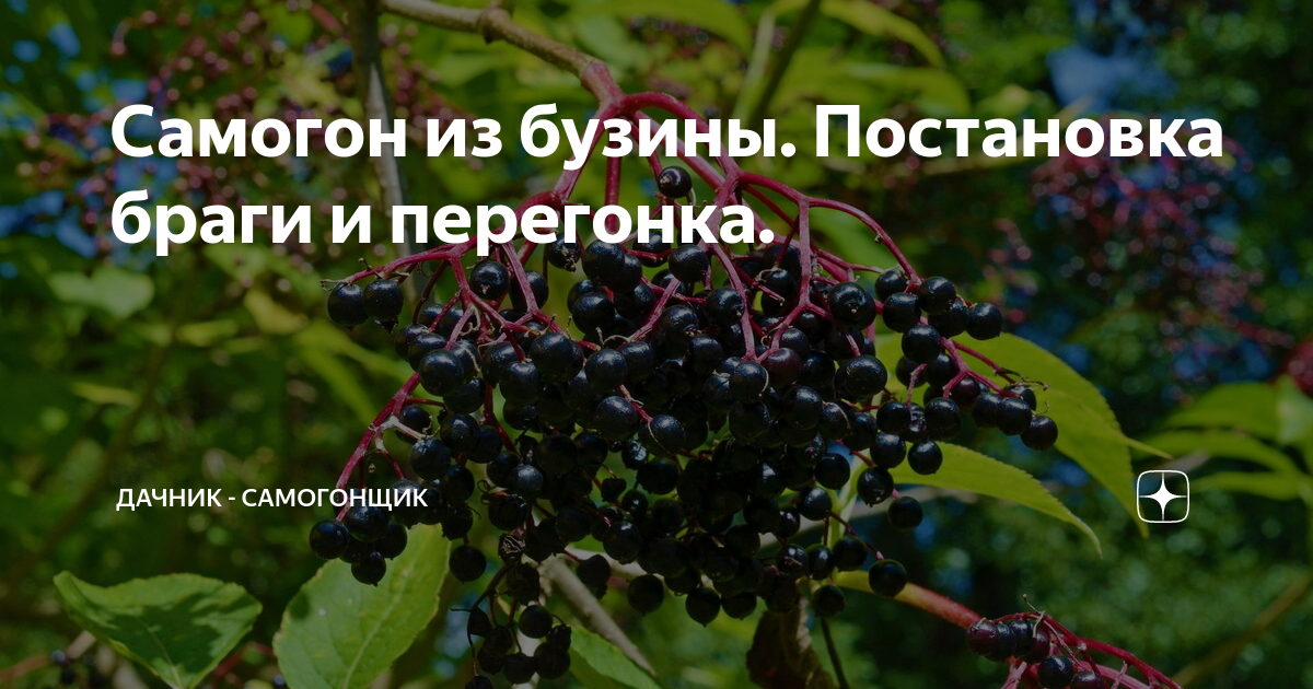 Рецепт наливки из бузины в домашних условиях на водке (спирту, самогоне)