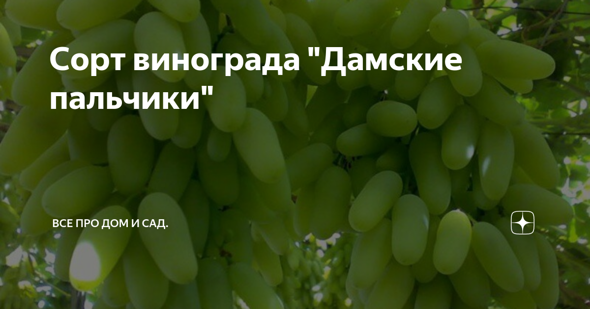 Семена томатов от Дрыжаковой Натальи: каталог, ОТЗЫВЫ