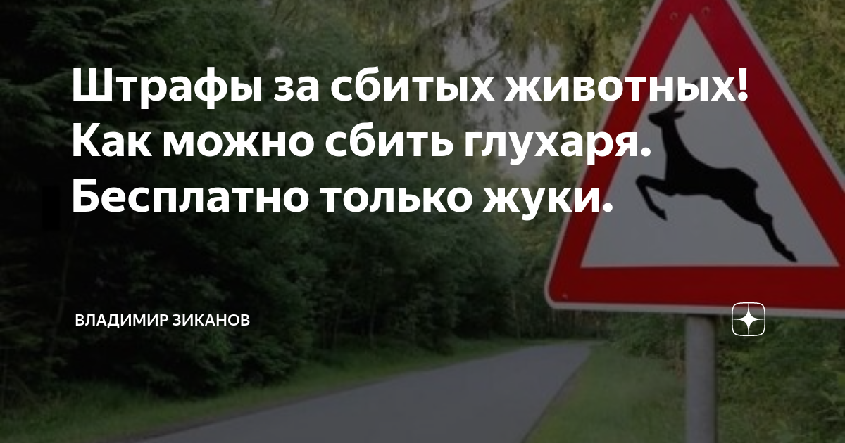 Сбить животное примета. Животные переходят дорогу. Народные приметы интересные. Сбить животное примета. Прикольные приметы.