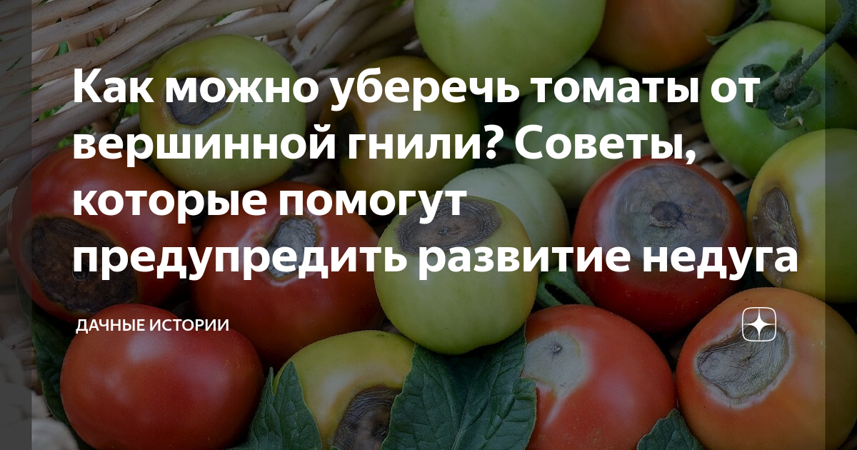 Кальциевая селитра от вершинной гнили на помидорах. Вершинная гниль. Вершинная гниль томатов фото. Томаты биколоры. Дозаривание помидоров.