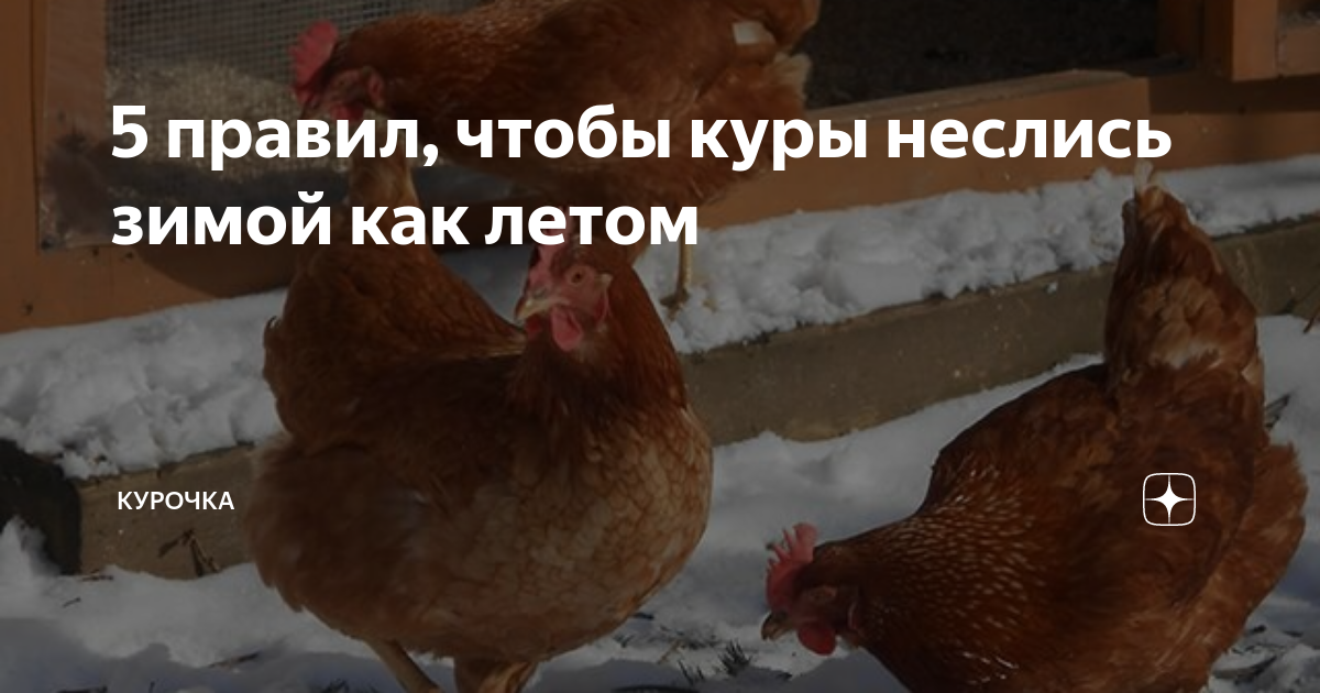 Кормление кур. Чтобы куры неслись каждый. Декалб порода кур. Чтобы куры неслись каждый. Куры несушки зимой.