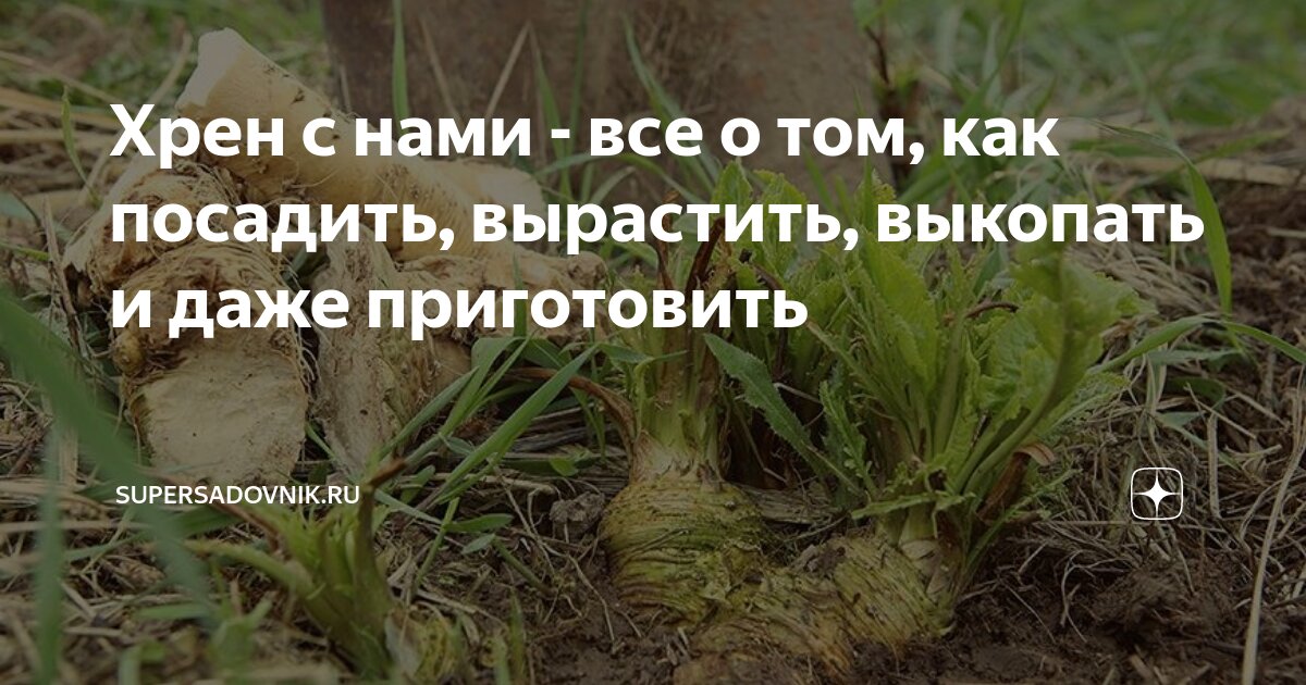 Как посадить хрен. Как выкопать хрен. Обрезка чеснока. Когда обрезать чеснок после выкапывания.