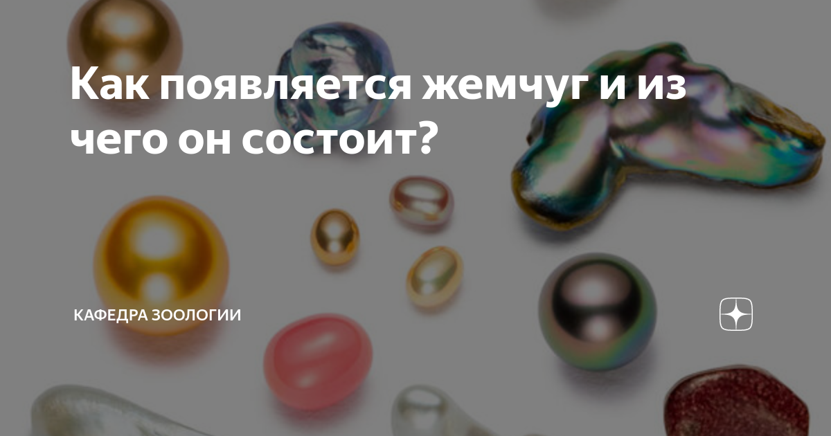 Как появляется жемчуг и из чего он состоит? | Кафедра зоологии | Дзен