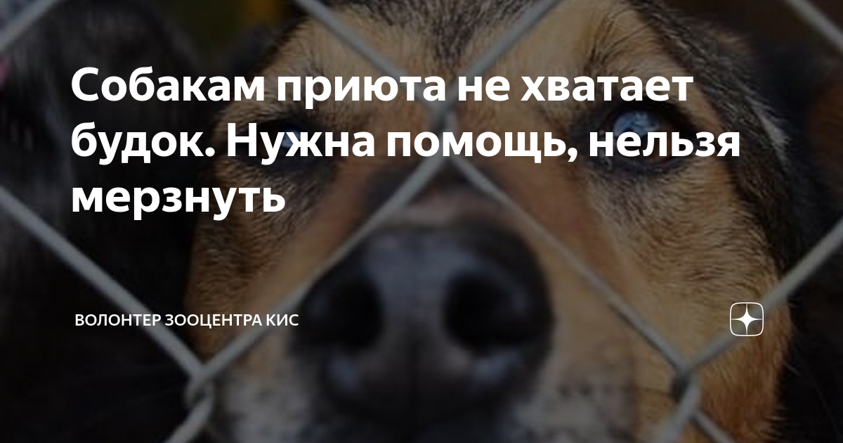 Собакам приюта не хватает будок. Нужна помощь, нельзя мерзнуть ...