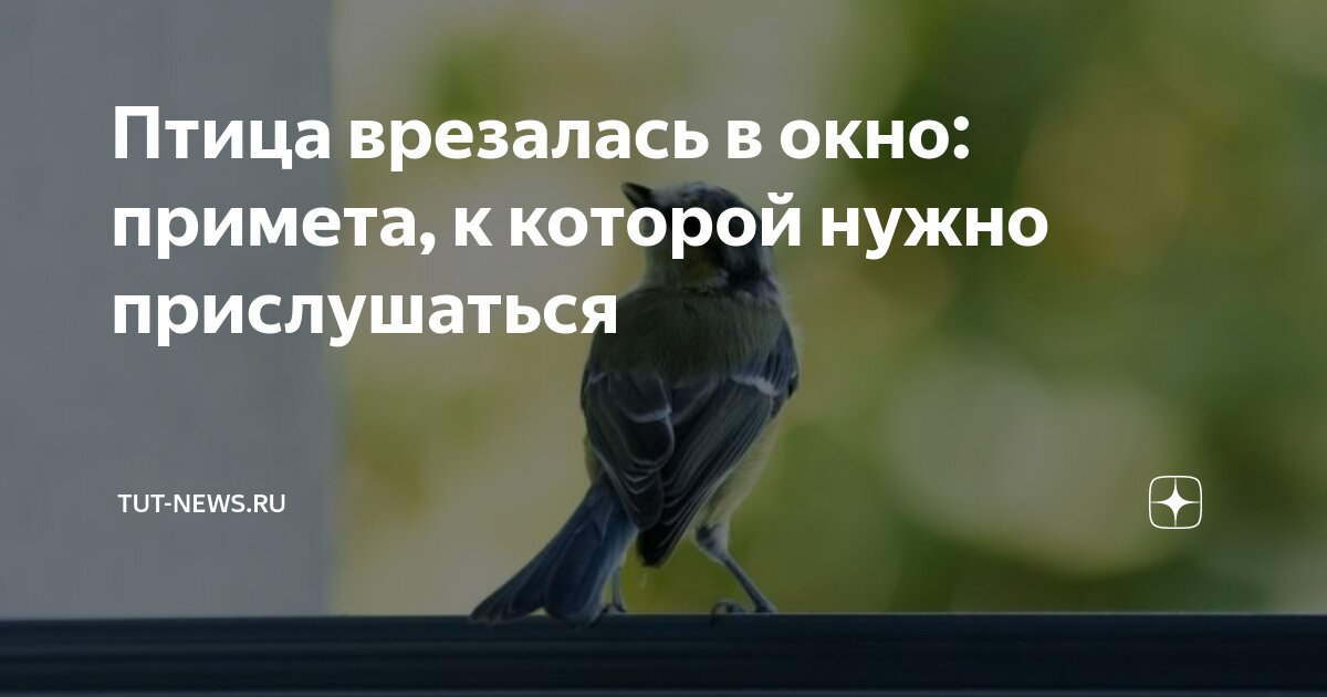 Птица ударилась в окно примета