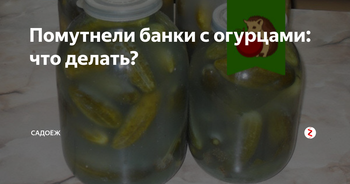 Помутневший банка огурцов. Помутнели банки с огурцами. Помутнели огурцы в банке. Вздулась банка с огурцами. Огурцы помутнели что сделать.