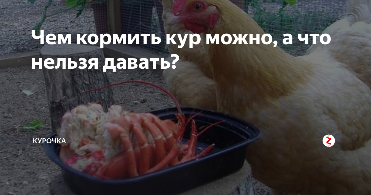 Дали кур. Курочек нельзя. Что нельзя давать курам. Какие продукты нельзя давать курам. Домашний курица нельзя кормить.