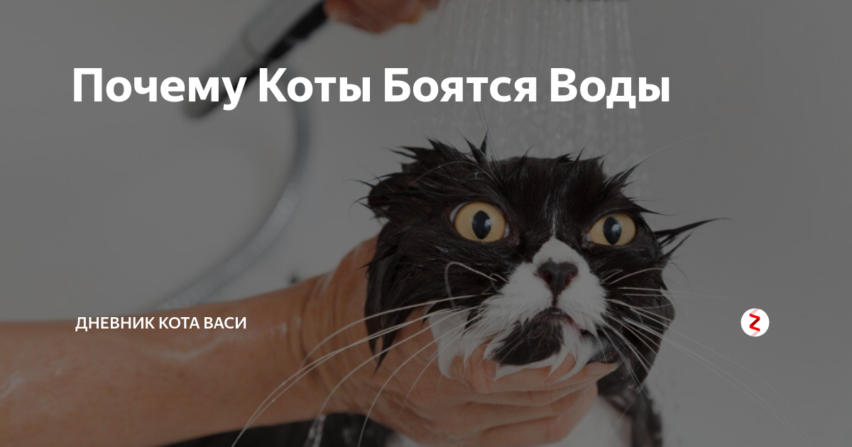 Почему коты пугаются. Почему боятся коты.