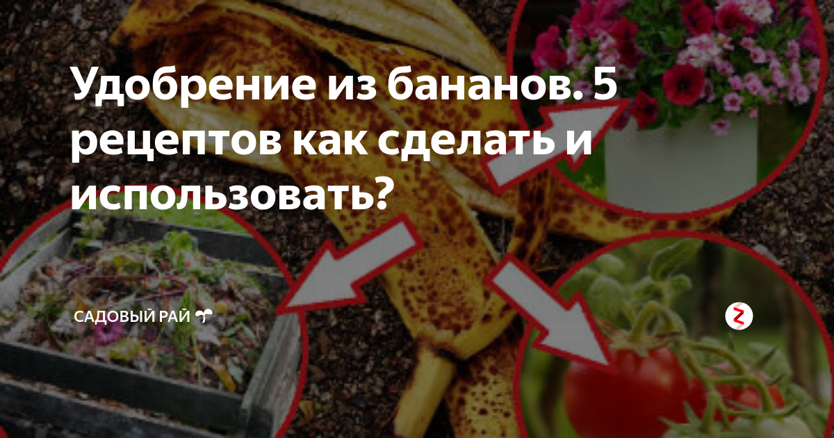 Удобрение из бананов. 5 рецептов как сделать и использовать? | Садовый ...
