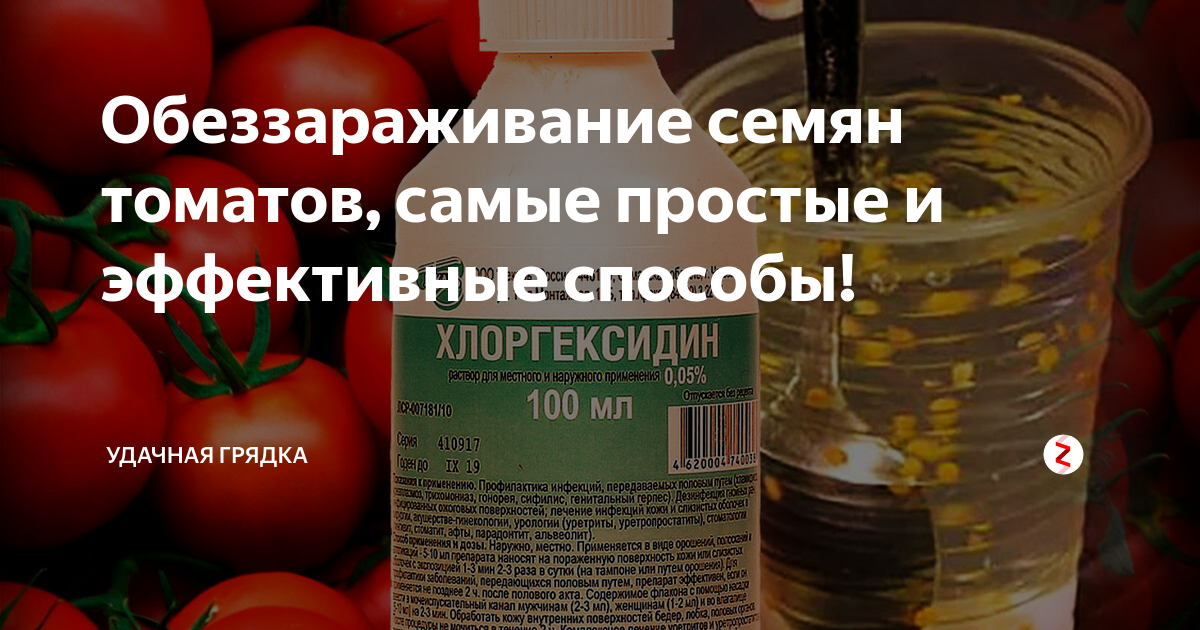 Дезинфекция семян томата. Протравливание семян томатов. Обработка семян хлоргексидином перед посевом на рассаду перца. Семена удачная грядка.