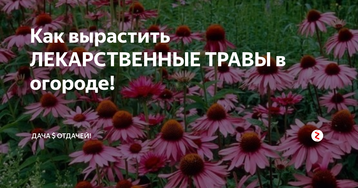 Как вырастить ЛЕКАРСТВЕННЫЕ ТРАВЫ в огороде! | ДАЧА $ ОТДАЧЕЙ! | Дзен