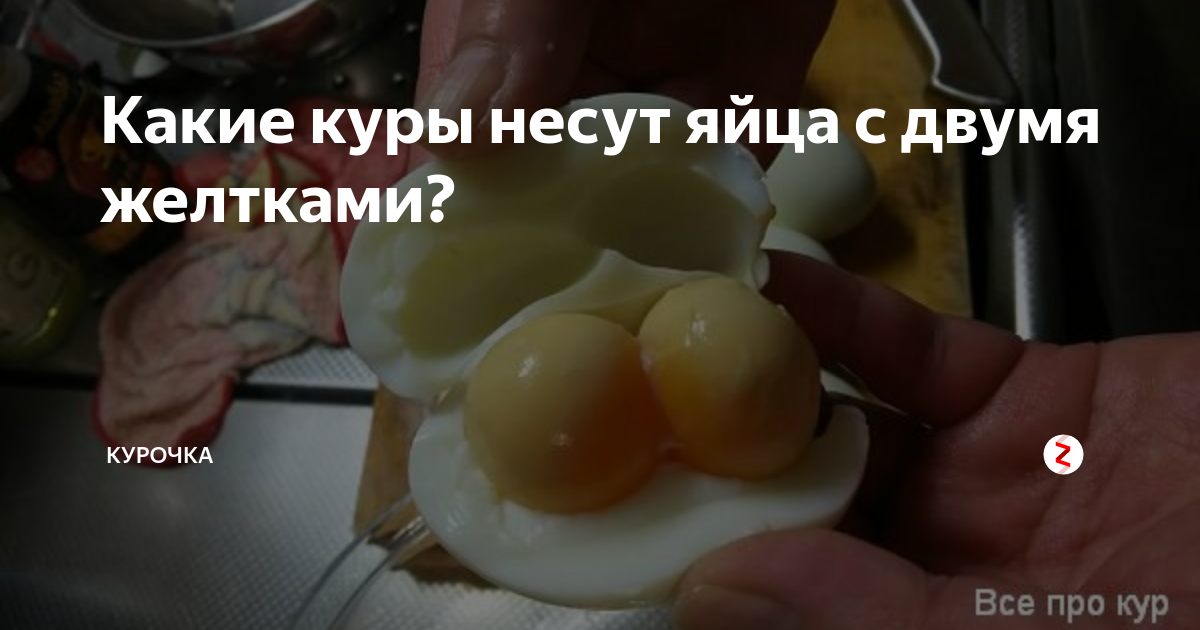 Почему получаются двухжелтковые яйца