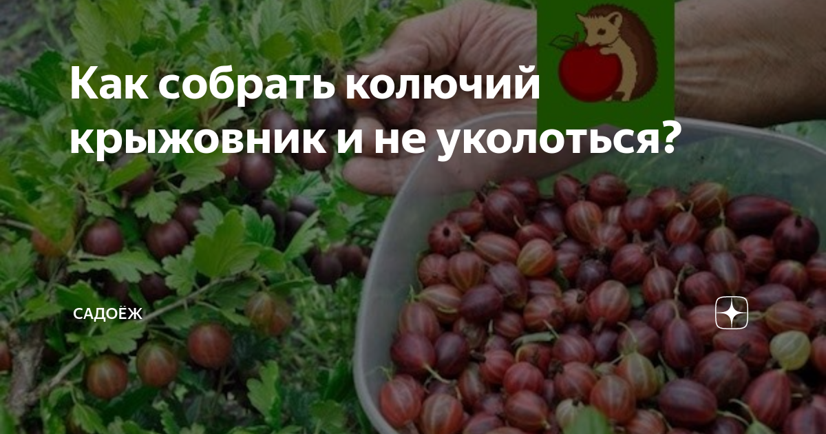 Как собрать колючий крыжовник и не уколоться? | садоёж | Дзен