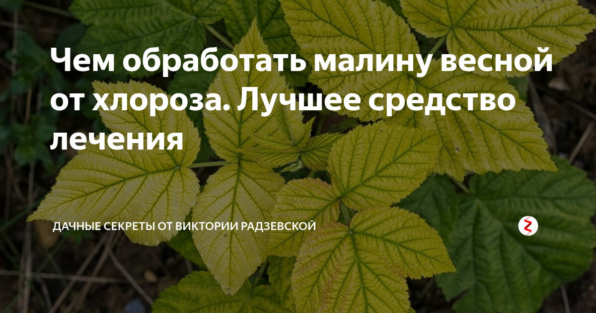 Хлороз малины описание с фотографиями. Малина хлороз листьев. Жилковый хлороз малины. Инфекционный хлороз малины. Желтеют листья малины.