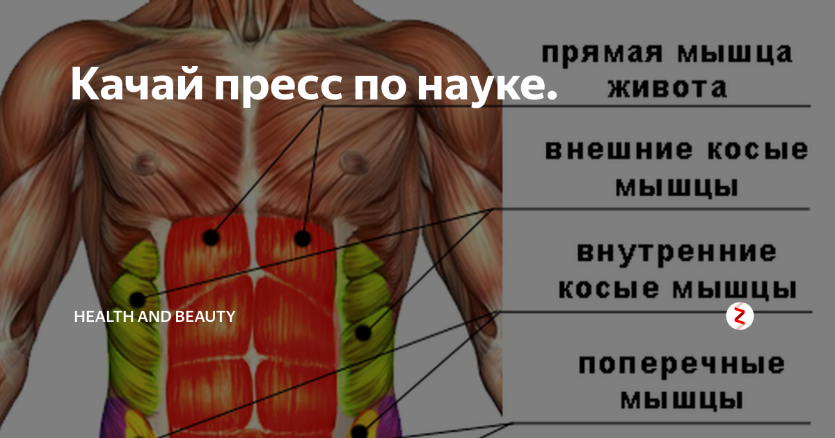 Мышцы внизу живота у мужчин. Мышцы у мужчин внизу живота. Как называются мышцы по бокам пресса. Пресс по английски мышцы. Есть ли мышцы внизу живота