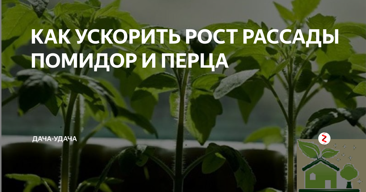 Как ускорить рост рассады томатов. Стимуляторы роста для помидор рассады. стимулятор роста для рассады томатов и перца. рост рассады помидоров. ускоритель роста для рассады томатов.