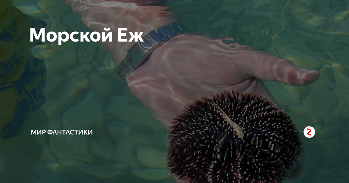 Морской Еж | Тысяча Чертей | Дзен