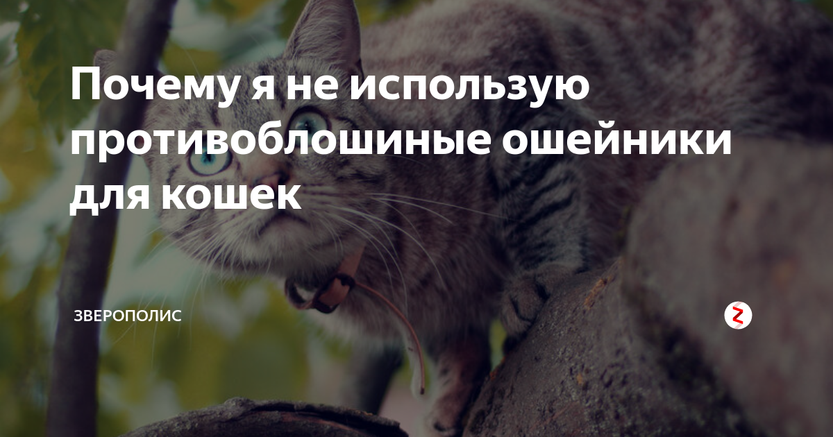 Почему я не использую противоблошиные ошейники для кошек | Зверополис ...