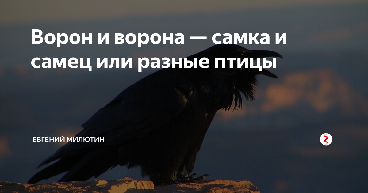 кто является автором текста а может быть ворона