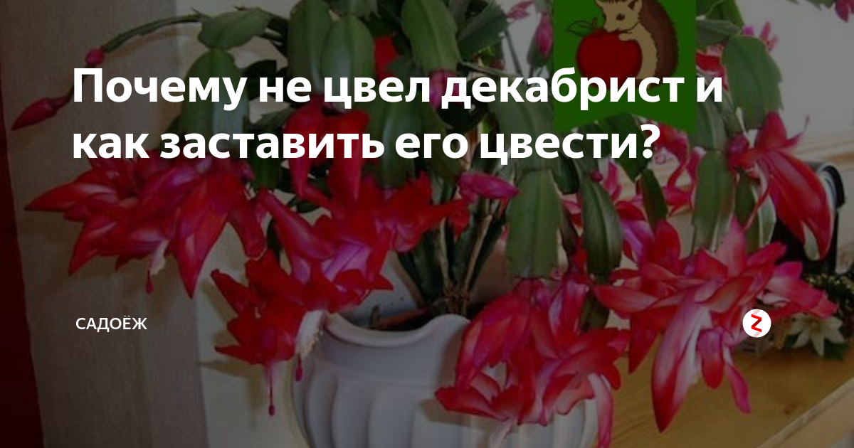 Декабрист чтоб зацвел. Декабрист шлюмбергера полив. Подкормить декабрист для цветения. Декабрист после цветения. Обильное цветение декабриста.