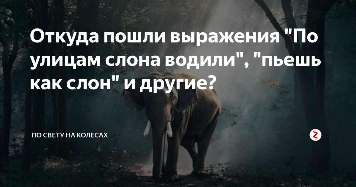 Значение выражения По улицам слона водили: история и значение