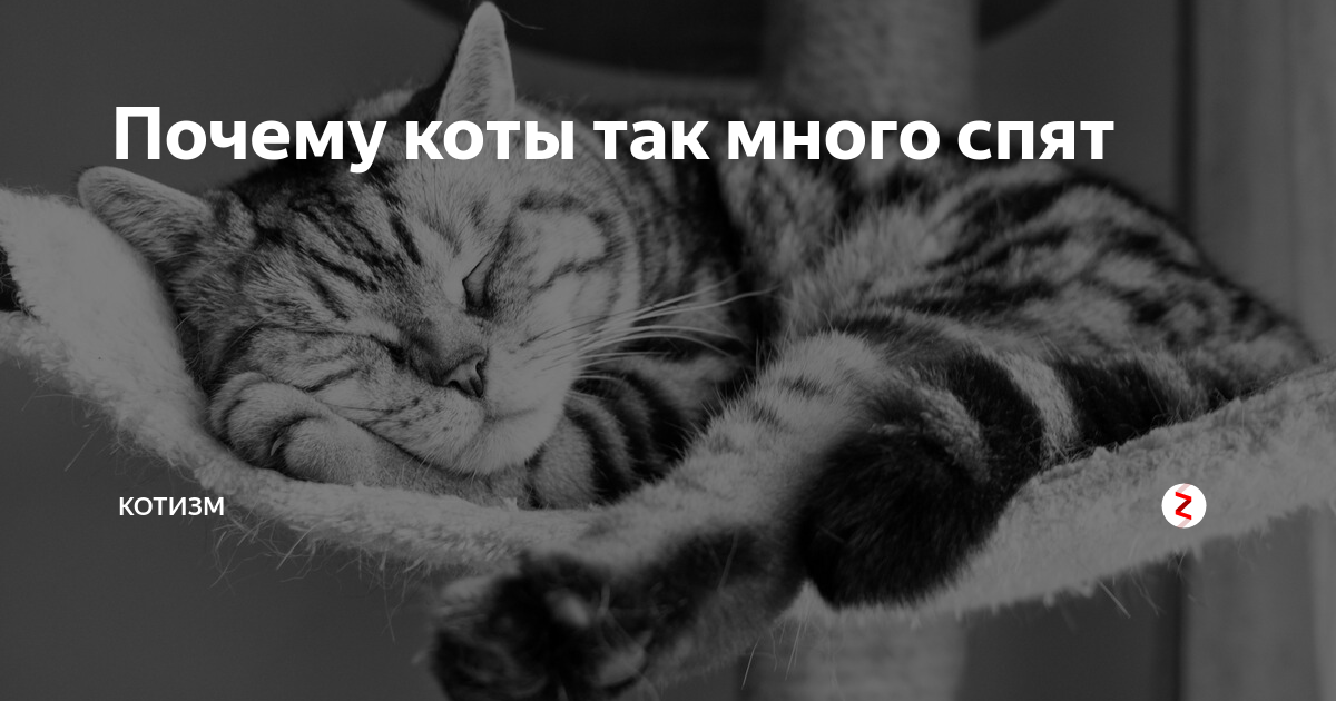 Спящий котик. Почему коты так много спят. Почему коты спят у двери. Почему коты спят у двери. Спящие котики.