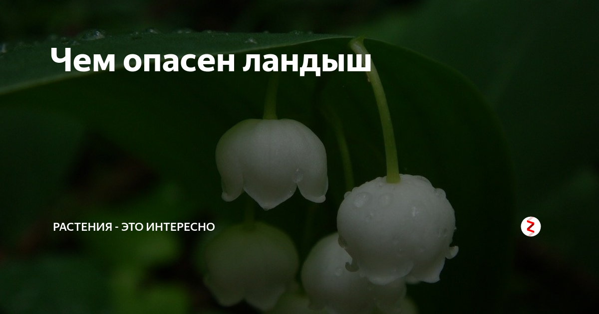 Интересные факты о ландыше. Ландыши опасны. Ландыш опасное растение. Ландыш опасен для человека.