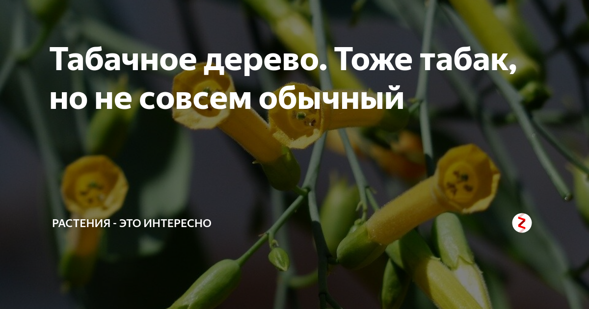 Понимаете ли вы, что подразумевается под выражением «курить дерево»