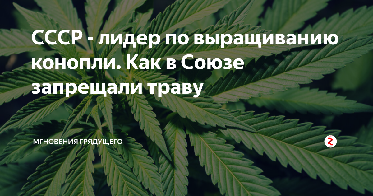 Запрет марихуаны в ссср конопля в аутодоре