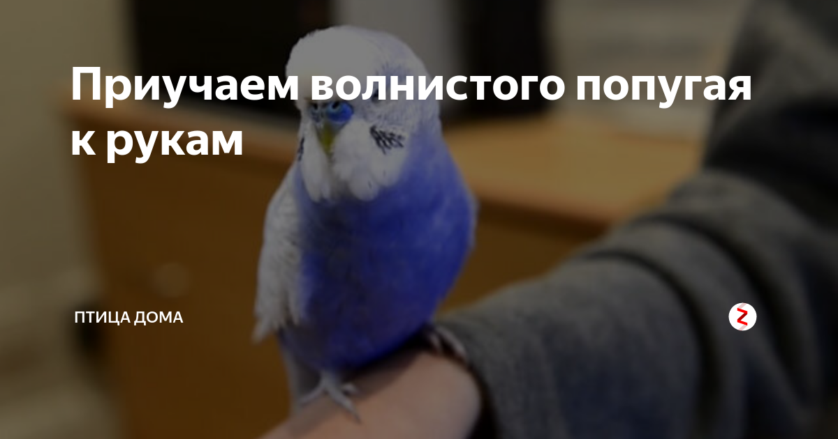 Секреты быстрого приручения волнистого попугая к рукам: советы от эксперта
