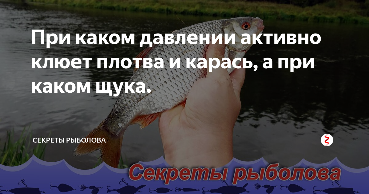 При каком атмосферном давлении лучше клюет щука. При каком атмосферном давлении лучше клюет щука