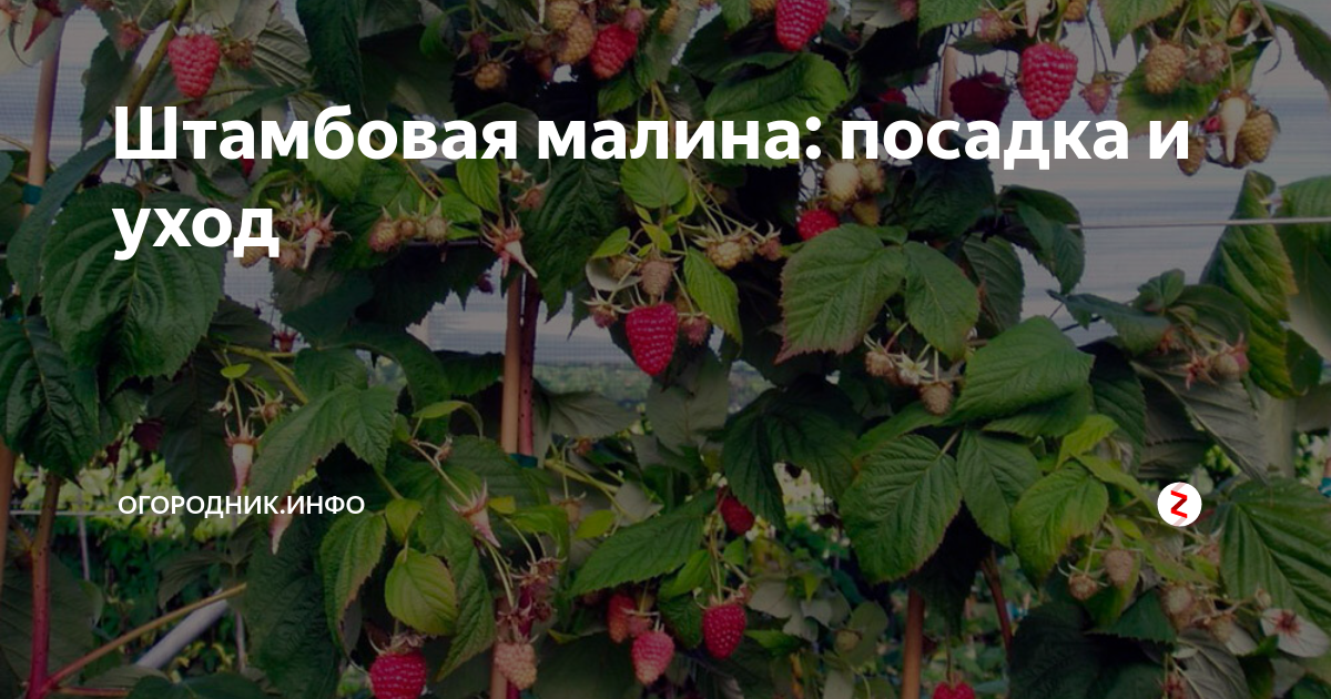 Как правильно посадить малиновое дерево. Штамбовая малина. Размножение малины древовидной. Малиновое дерево штамбовое. Дерево-малина посадка.