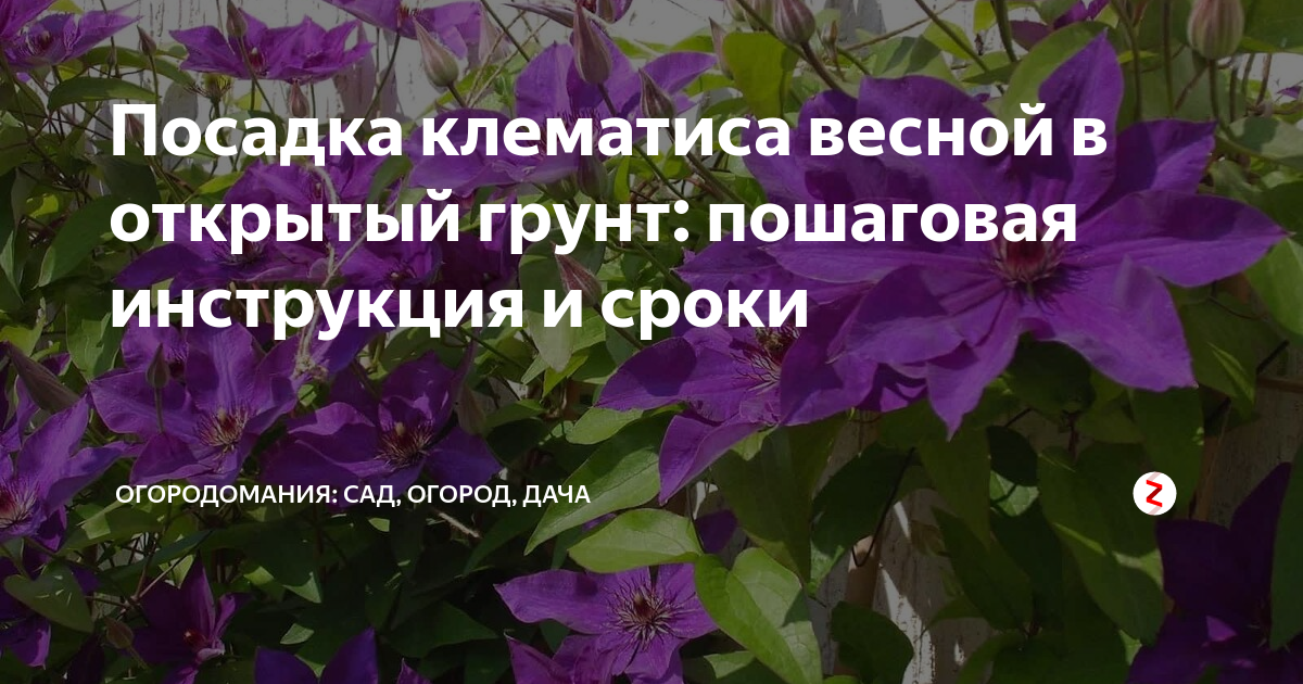 Как сажать клематис весной в открытый грунт пошагово с фото