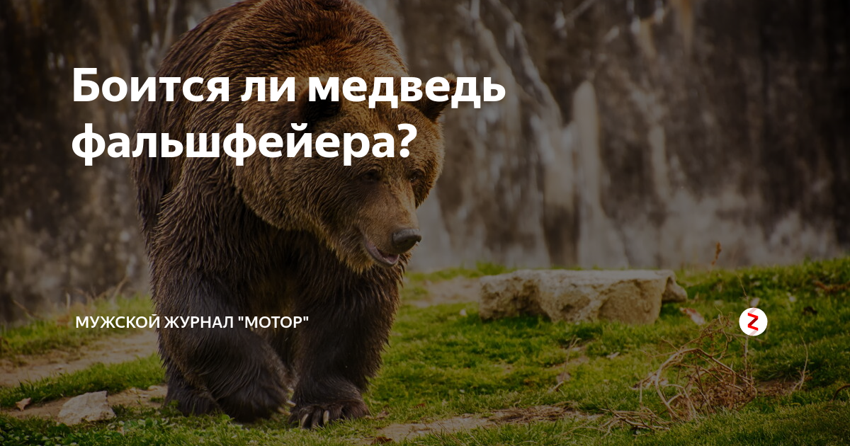 Боится ли медведь фальшфейера? | Байки и Баня. | Дзен
