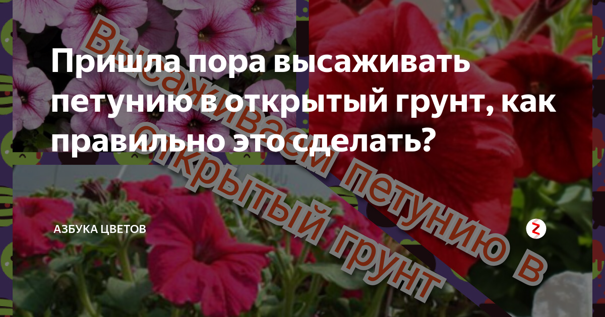 Пришла пора высаживать петунию в открытый грунт, как правильно это ...