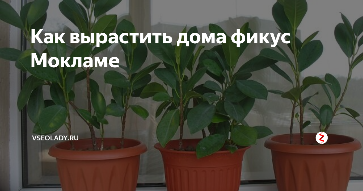 Фикус мелкоплодный Мокламе Ficus microcarpa Moclame 55/14